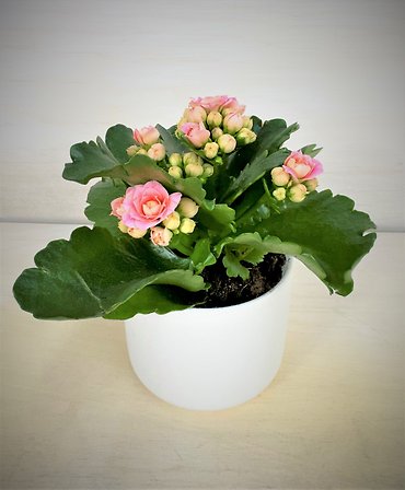 Petite Kalanchoe | White Pot