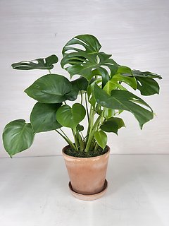 Monstera Deliciosa