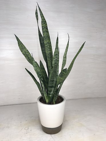Snake Plant- Zeylanica