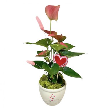 Love Birds Anthurium Plant