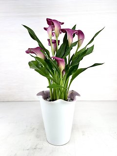 Calla Lily Plant