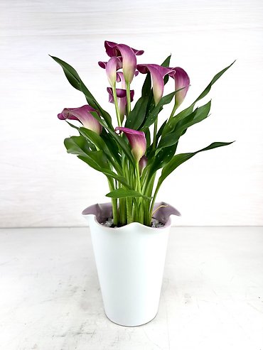 Calla Lily Plant