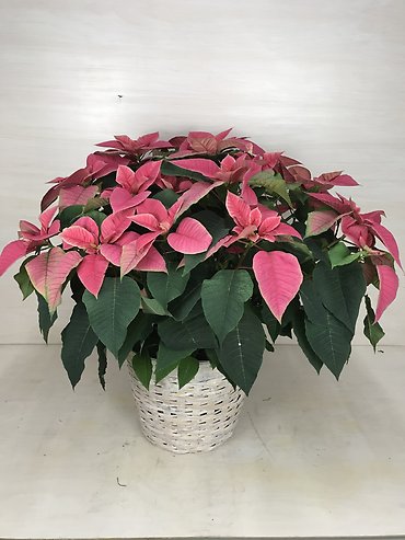 Classic Poinsettia | X-Large