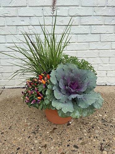Outdoor Mum Combo Planter (10\" Round)