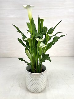 Calla Lily Plant