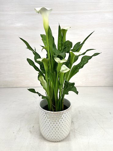 Calla Lily Plant