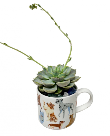 Pups & Succulent
