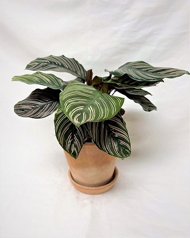 Pinstripe Calathea