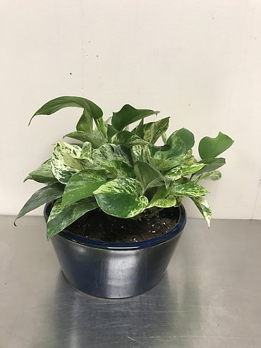 Pothos