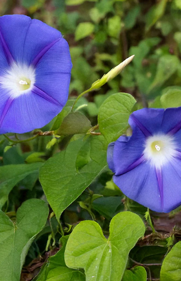 Seeds | Morning Glory