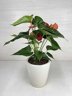 Anthurium