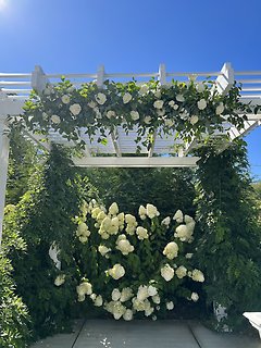 White Garden Trellis Flowers