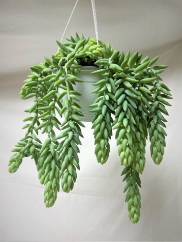 Burro\'s Tail