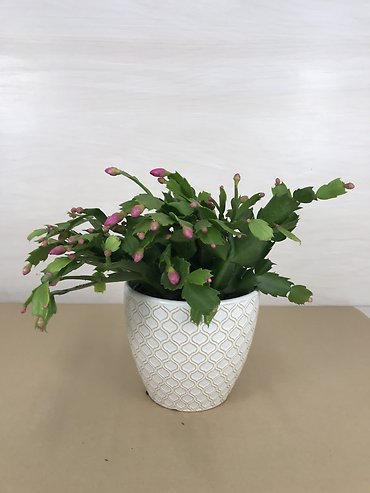 Christmas Cactus