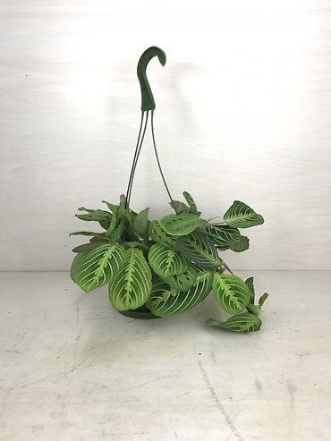 Hanging Lemon Prayer Plant