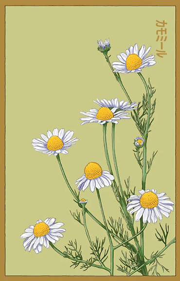 Seeds | Chamomile