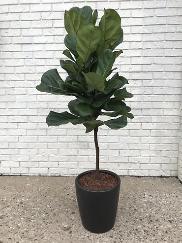 Fiddle Leaf Fig
