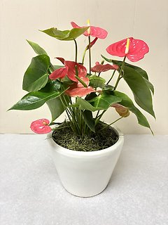 Anthurium