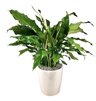 Peace Lily in Ceramic - Medium