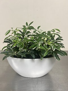Schefflera Plant