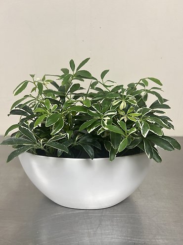 Schefflera Plant