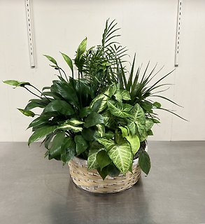 Tranquility Dish Garden - Extra Large