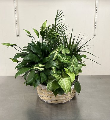 Tranquility Dish Garden - Extra Large
