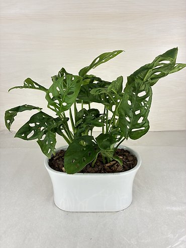 Swiss Cheese Plant