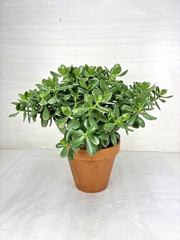 Jade