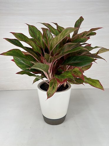 Pink Aglaonema