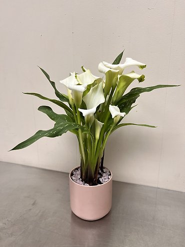 Calla Lily Plant