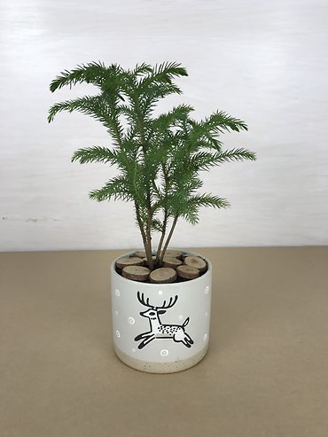 Norfolk Pine