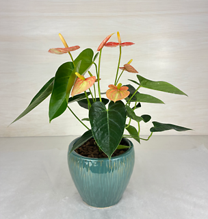 Anthurium