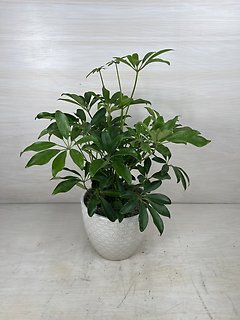 Schefflera Plant