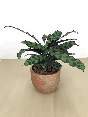 Calathea Rattlesnake