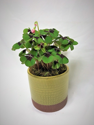 Shamrock Plant