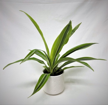 Striped Dracaena