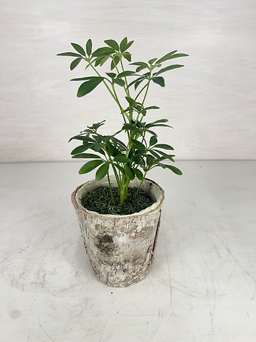 Schefflera Plant