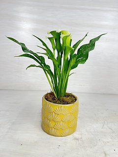 Calla Lily Plant