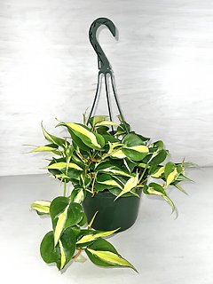 Silver Stripe Philodendron Hanging Basket