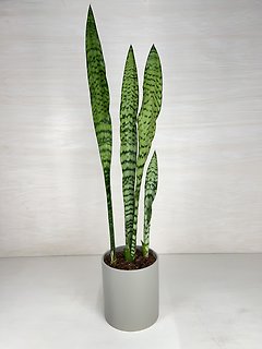 Snake Plant