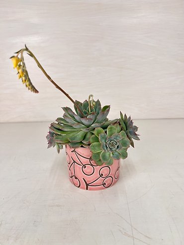 Sweet Succulent