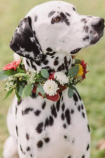Floral Dog Collar