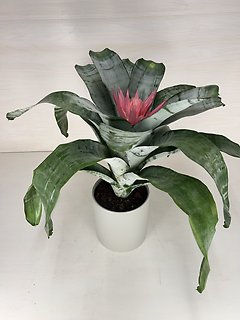 Silver Vase Bromeliad
