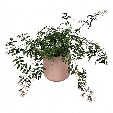 Pink Jasmine Plant