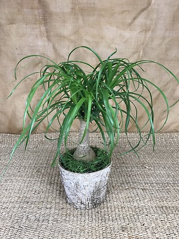 Ponytail Palm