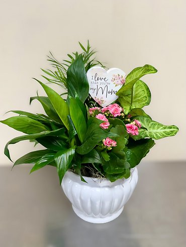 Mother\'s Day Kalanchoe Garden