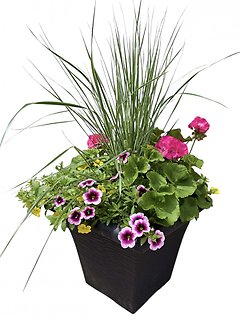 14\" Flowering Patio Planter | Pinks, Purples, Yellows